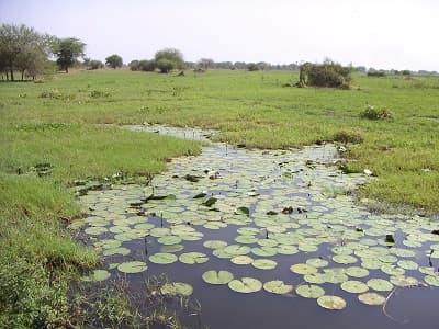 How Young People Are Restoring Wetlands in Uganda